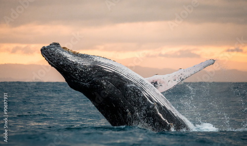 Cuadros en Lienzo Jumping humpback whale over water. Madagascar. at sunset.