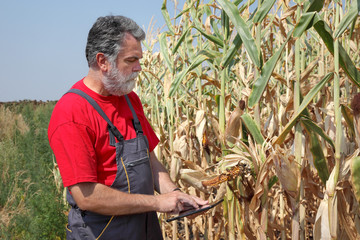 Wall Mural - Farmer examine damaged corn field before harvest using tablet