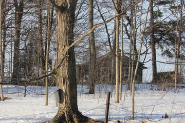 Wall Mural - Sap bucket gathering sap drippings from tapped maple tree to make maple syrup