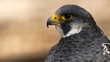 closeup portrait of a peregrine falcon