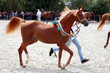 Purebred arabian horse on a  foal show