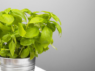 Fresh basil leaves in a metal pot