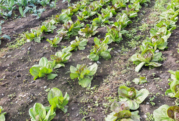 Wall Mural - Vegetable Farm