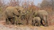African elephants (Loxodonta africana) feeding on a tree, Kruger National Park, South Africa