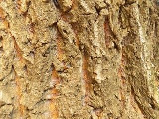 Tree bark texture