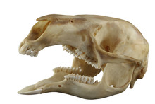 Skull Of Kangaroo With Opened Mouth Isolated On A White Background. All Specific Teeth Are Presented. Focus On Full Depth.