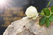 weiße Rose auf Grabstein und Sonnenstrahlen als Zeichen der Hoffnung