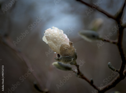 Fotografie, Obraz Japanese Magnolia Blossom Covered in Rain Drops