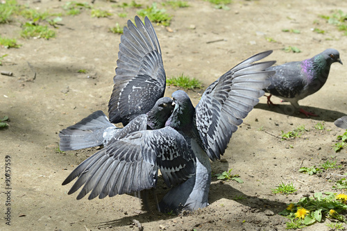 Fotografie, Tablou Two pigeons fighting fiercely on the ground outside.
