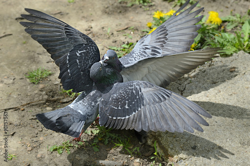 Fotografie, Tablou Two pigeons fighting fiercely on the ground outside.
