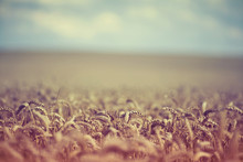 Retro Summer Wheat Field Shallow Depth Of Field