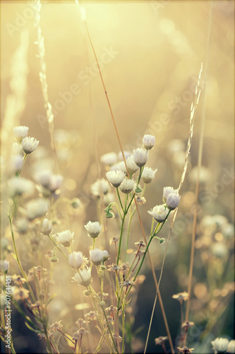 Close up on grass in the summer meadow after rain
