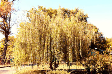 Poster - Beautiful tree in park