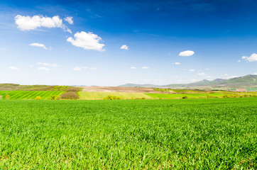 Wall Mural - green field.