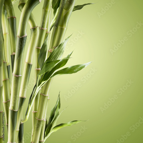Fototapeta dla dzieci Fresh Bamboo