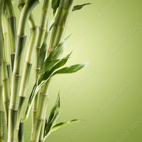 Naklejka dekoracyjna Fresh Bamboo