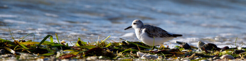 Poster - Plover at dawn on Florida's Atlantic Coast in spring