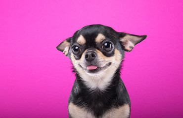 Beautiful chihuahua dog. Animal portrait. Stylish photo. Pink background. Collection of funny animals