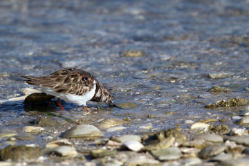 Poster - Ruddy Turnstone hunts a meal on Florida's Gulf Coast