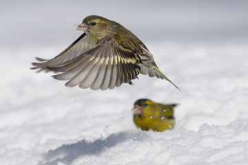 Wall Mural - Winter flying female siskin avove male in snow