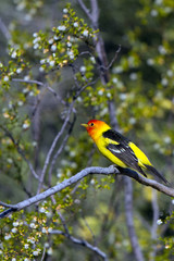 Sticker - Male Western Tanager in breeding plumage in southern Arizona