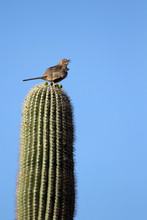 Curve-billed Thrasher Sings Atop A Giant Saguaro Cactus In Arizona's Sonoran Desert