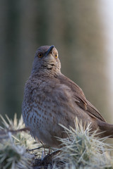 Sticker - Curve-billed Thrasher on a Cholla cactus with a Giant Saguaro in the background