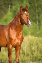 Portrait Of Red Horse In Nature