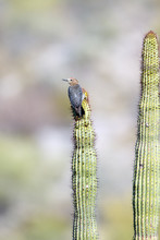 Gila Woodpecker On An Organ Pipe Cactus In Organ Pipe Cactus National Monument