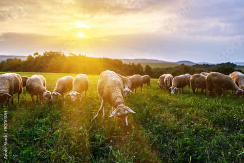 Fotomural Flock of sheep grazing in a pasture
