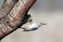 Male Golden-fronted Woodpecker Hangs Upside Down On A Tree In South Texas