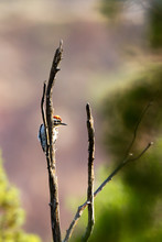 Ladder-backed Woodpecker In Palo Duro Canyon State Park In The Texas Panhandle