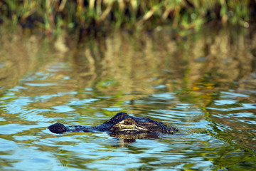 Sticker - American Alligator in beautiful water in Everglades National Park