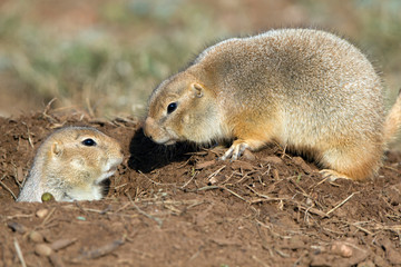 Canvas Print - Two Black-tailed Prairie Dogs nose to nose outside their burrow in the Texas Panhandle