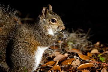 Wall Mural - Eastern Gray Squirrel eats his breakfast at dawn in Florida