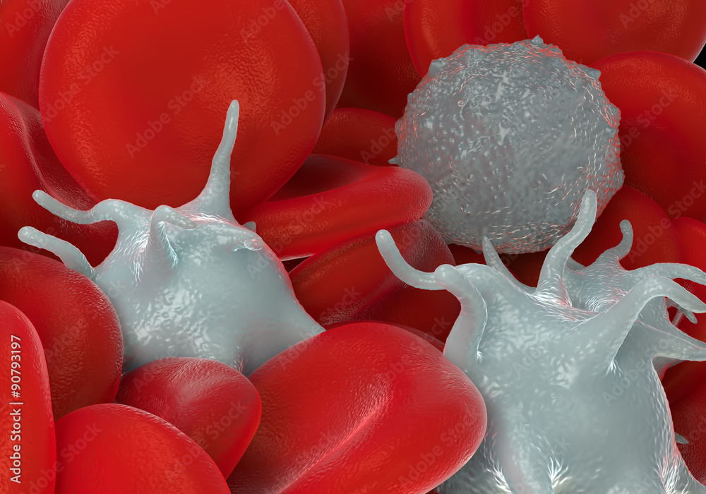 red blood cells,activated platelet and white blood cells microscopic ...