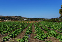 Rows Of Squash Plants In A Field In A Farm Under A Blue Sky In Summer