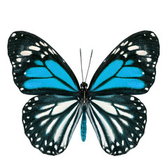 Beautiful pale blue butterfly with stretched wings in fancy colo