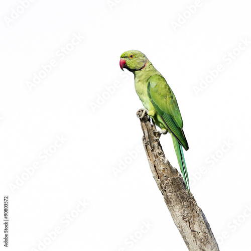 Fotografía Rose-ringed parakeet in Arugam bay lagoon, Sri Lanka