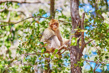 Barbary Apes In The Cedar Forest In Northern Morocco