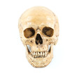 © jakkapan - Skull model on isolated white background