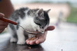 feeding cat