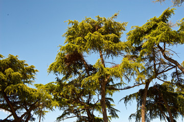 Sticker - Green Tree Tops Against Clear Blue Sky