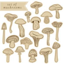 Vintage Set Of Different Hand Drawn Mushrooms In Pastel  Tones.