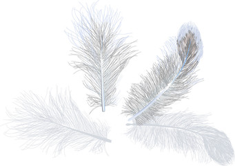  four grey feathers isolated on white