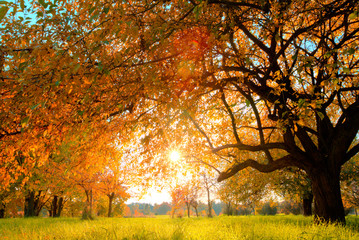 autumn tree on meadow