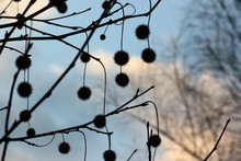 Silhouettes Of Sycamore Tree Seed Balls Against Blue Sky Background