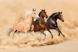 Fototapeta Konie - Three horse run in desert sand storm