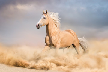 Wall Mural - Palomino horse with long blond male run in desert