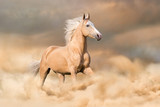 Fototapeta Konie - Palomino horse with long blond male run in dust